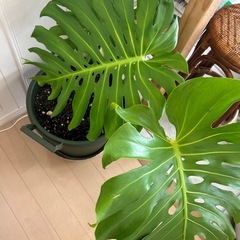 大型のモンステラ　の画像