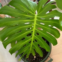 大型のモンステラ　の画像