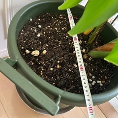 大型のモンステラ　の画像