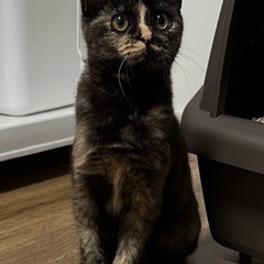 生後5ヶ月程　サビメス　姉妹猫③