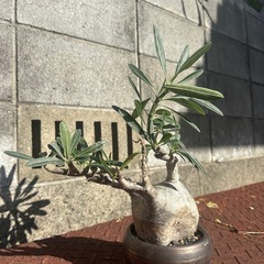 パキポディウム グラキリスの画像