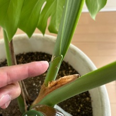 大型観葉植物　モンステラ　の画像