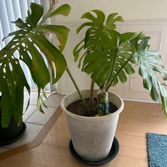 大型観葉植物　モンステラ　の画像