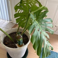 大型観葉植物　モンステラ　の画像