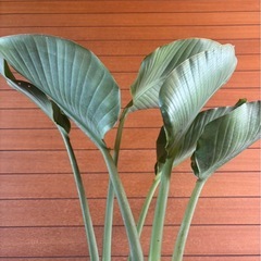  オーガスタ① お取引中の画像