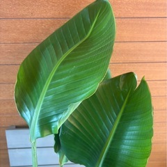  オーガスタ① お取引中の画像