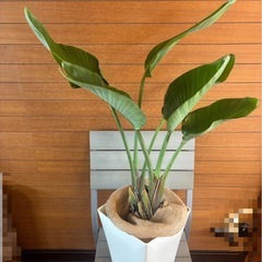  オーガスタ① お取引中の画像