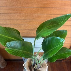  オーガスタ① お取引中の画像