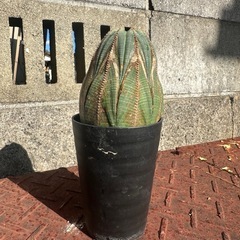 ユーフォルビア オベサの画像