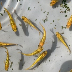 １１月限定でお得になってます　メダカ　めだかの画像