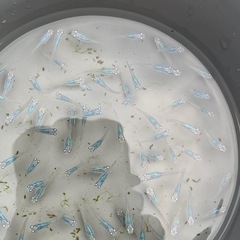 １１月限定でお得になってます　メダカ　めだかの画像