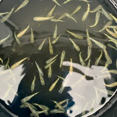 １１月限定でお得になってます　メダカ　めだかの画像