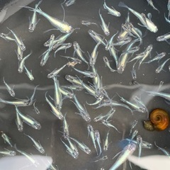 １１月限定でお得になってます　メダカ　めだかの画像