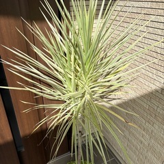 ドラセナ
の画像