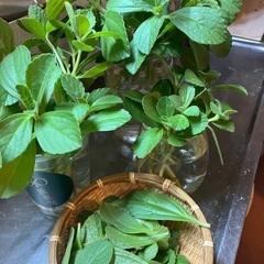 🌿【ボルトジンユ／マンジェリコン系】爽やかな薬草ミント香♪ 切り枝1本20円の画像