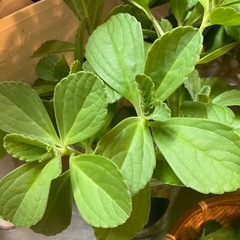 🌿【ボルトジンユ／マンジェリコン系】爽やかな薬草ミント香♪ 切り枝1本20円の画像