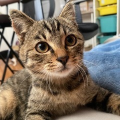 すぐ人慣れする、かまってちゃんの2ヶ月の子猫❤️