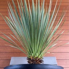 ユッカロストラータの画像