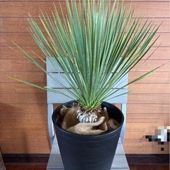 ユッカロストラータの画像