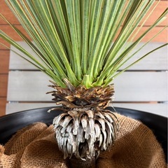 ユッカロストラータの画像