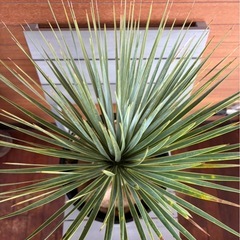 ユッカロストラータの画像