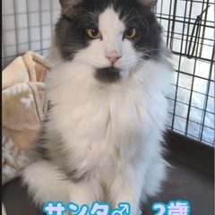 長毛のサンタくん2歳