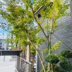  紅サンゴ紅葉の画像