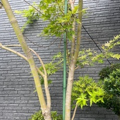  紅サンゴ紅葉の画像