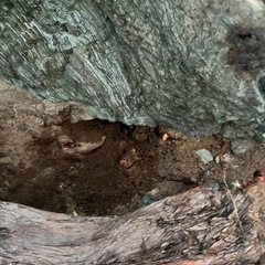 庭石　　三波石（さんばせき）の画像