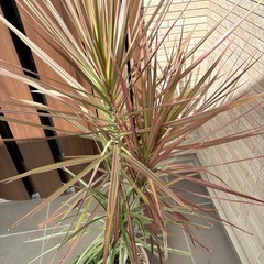 【値下げ中】ドラセナ  観葉植物の画像