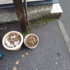 鈴蘭　すずらんの画像