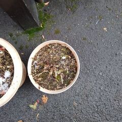 鈴蘭　すずらんの画像