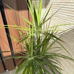 ドラセナ  観葉植物
の画像