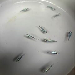 ゴジラメダカの画像