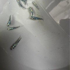 ゴジラメダカの画像