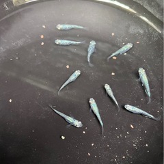 ゴジラメダカの画像