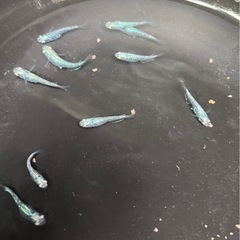 ゴジラメダカの画像