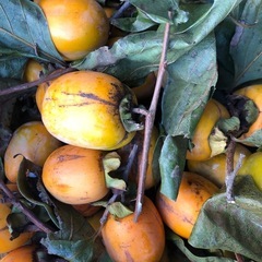 干し柿用渋柿‼️自家製で自然できた物❣️三つ￥100円⭕️の画像