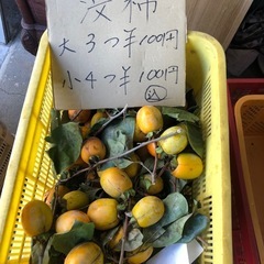 干し柿用渋柿‼️自家製で自然できた物❣️三つ￥100円⭕️の画像