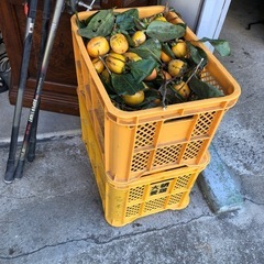 干し柿用渋柿‼️自家製で自然できた物❣️三つ￥100円⭕️の画像