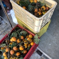 干し柿用渋柿‼️自家製で自然できた物❣️三つ￥100円⭕️の画像