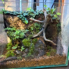 パルダリウム完成品　25cm水槽