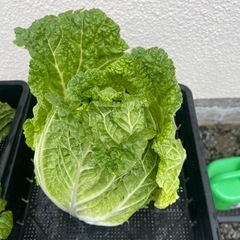 家庭菜園　白菜　の画像