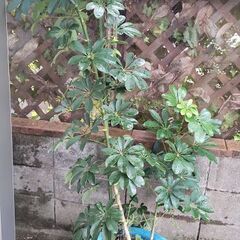 カポック１８０センチ１３号鉢植大きいの画像