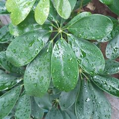 カポック１８０センチ１３号鉢植大きいの画像