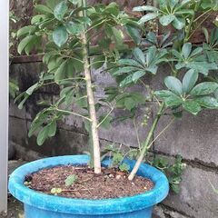 カポック１８０センチ１３号鉢植大きいの画像