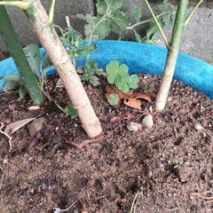 カポック１８０センチ１３号鉢植大きいの画像