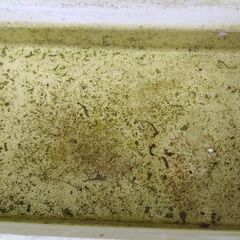 メダカ　【オオミジンコ】　ペットボトル２Ｌの画像