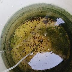 メダカ　【オオミジンコ】　ペットボトル２Ｌの画像