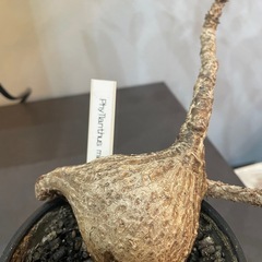 フィランサス・ミラビリス　塊根植物の画像